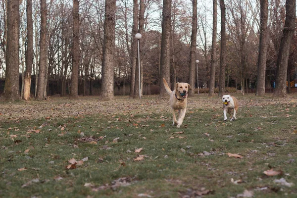 Двоє Щасливих Друзів Собаки — стокове фото