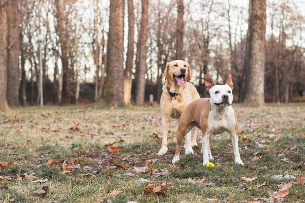 Dos Amigos Perros Felices —  Fotos de Stock