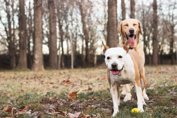 二人の幸せな犬の友人 — ストック写真