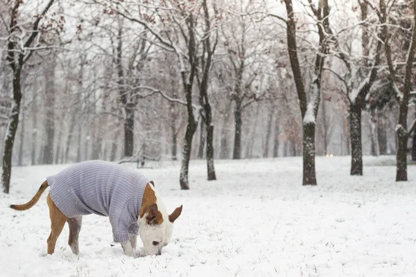 Lindo Perro Jugando Nieve —  Fotos de Stock