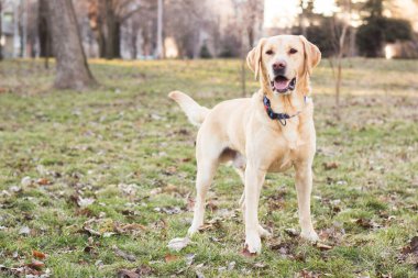 Gülümseyen labrador köpeği halka açık parkta oynuyor.