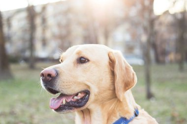 Gülümseyen labrador köpeği halka açık parkta oynuyor.