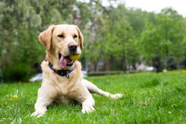 Gülümseyen labrador köpeği halka açık parkta oynuyor.