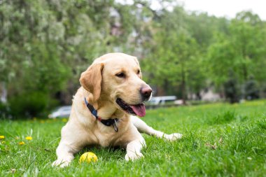 Gülümseyen labrador köpeği halka açık parkta oynuyor.