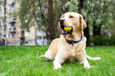 Gülümseyen labrador köpeği halka açık parkta oynuyor.