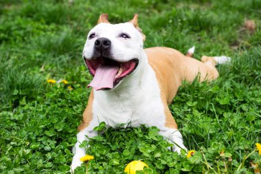 Dost canlısı köpek gülümsemesi, kameraya bakıyor. Halk parkında oynamak
