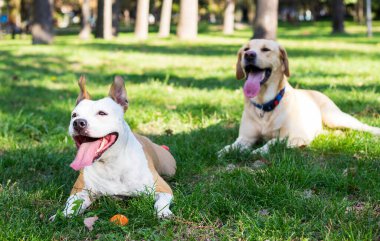 Parkta oynayan mutlu köpek arkadaşlar.