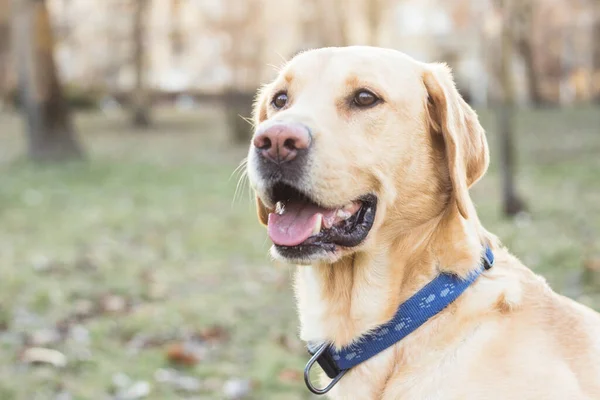 Uśmiechnięty Pies Labrador Bawiący Się Parku Publicznym — Zdjęcie stockowe