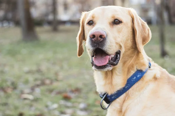 Sonriente Perro Labrador Jugando Parque Público — Foto de Stock