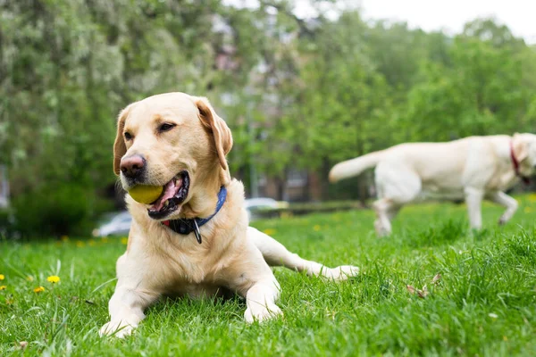 Улыбающаяся Собака Лабрадор Играет Общественном Парке — стоковое фото