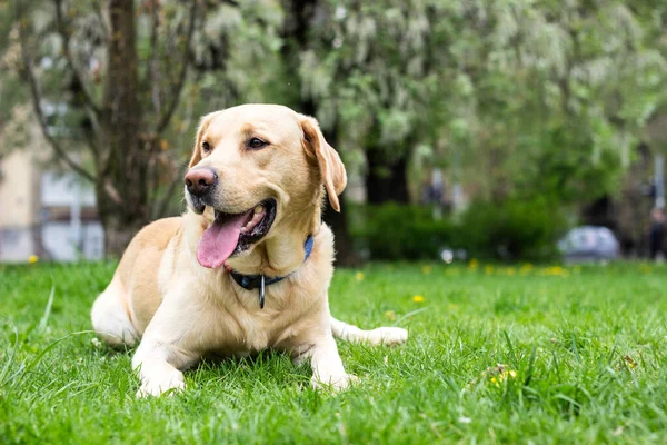 Усміхнений Собака Лабрадор Грає Громадському Парку — стокове фото