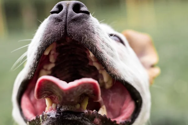 Dost canlısı köpek gülümsemesi, kameraya bakıyor. Halk parkında oynamak