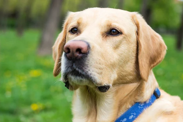 Gülümseyen labrador köpeği halka açık parkta oynuyor.