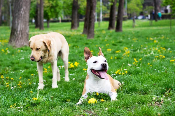 Happy Dog Friends Playing Park — Stock fotografie