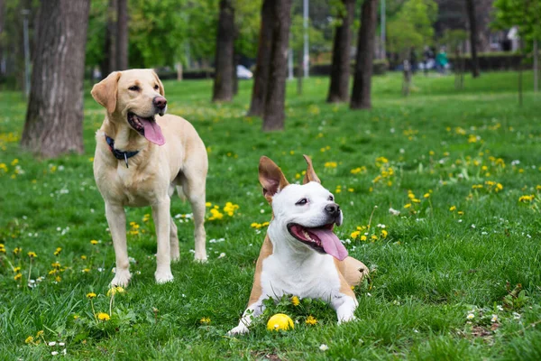 Feliz Cão Amigos Brincando Parque — Fotografia de Stock