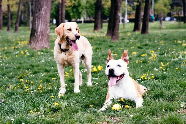 Feliz Perro Amigos Jugando Parque —  Fotos de Stock