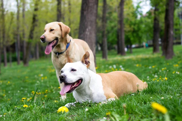 Glada Hundvänner Som Leker Parken — Stockfoto
