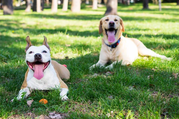 Щасливі Друзі Собаки Грають Парку — стокове фото