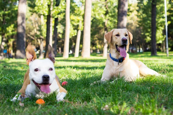 Happy Dog Friends Playing Park — Stock fotografie
