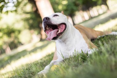 Dost canlısı köpek gülümsemesi, kameraya bakıyor. Halk parkında oynamak