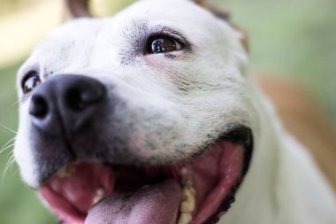 Dost canlısı köpek gülümsemesi, kameraya bakıyor. Halk parkında oynamak