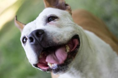 Dost canlısı köpek gülümsemesi, kameraya bakıyor. Halk parkında oynamak