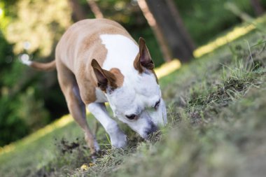 Köpek halka açık parkta bir çukur kazıyor. Oynuyor, sıkılıyor, meraklı köpek.