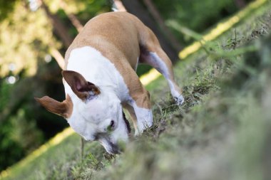 Köpek halka açık parkta bir çukur kazıyor. Oynuyor, sıkılıyor, meraklı köpek.
