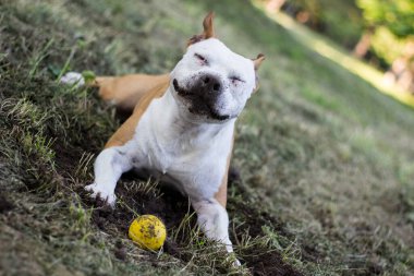 Dost canlısı köpek gülümsemesi, kameraya bakıyor. Halk parkında oynamak