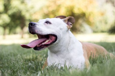 Dost canlısı köpek gülümsemesi, kameraya bakıyor. Halk parkında oynamak