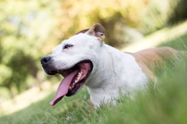 Dost canlısı köpek gülümsemesi, kameraya bakıyor. Halk parkında oynamak