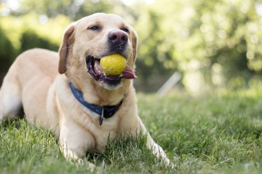Parktaki güzel Labrador av köpeği, güneşli bir gün.