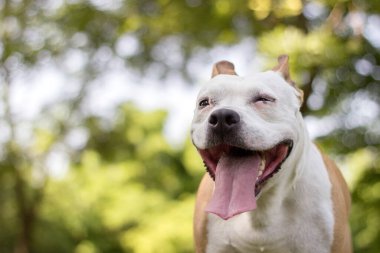 Dost canlısı köpek gülümsemesi, kameraya bakıyor. Halk parkında oynamak