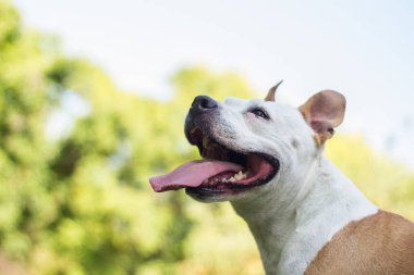 Dost canlısı köpek gülümsemesi, kameraya bakıyor. Halk parkında oynamak