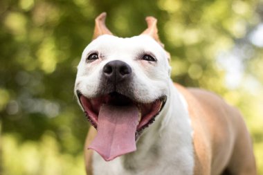 Dost canlısı köpek gülümsemesi, kameraya bakıyor. Halk parkında oynamak