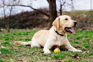 Parktaki güzel Labrador av köpeği, güneşli bir gün.