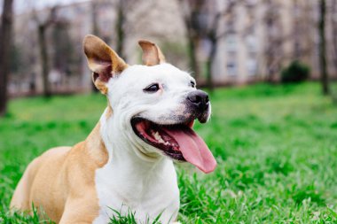 Dost canlısı köpek gülümsemesi, kameraya bakıyor. Halk parkında oynamak