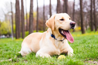 Parktaki güzel Labrador av köpeği, güneşli bir gün.