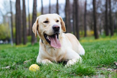 Parktaki güzel Labrador av köpeği, güneşli bir gün.