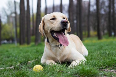 Parktaki güzel Labrador av köpeği, güneşli bir gün.