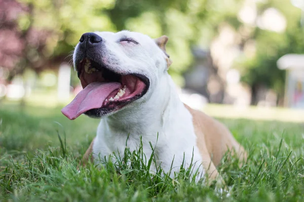 Дружня Собака Посміхається Дивлячись Камеру Гра Громадському Парку — стокове фото