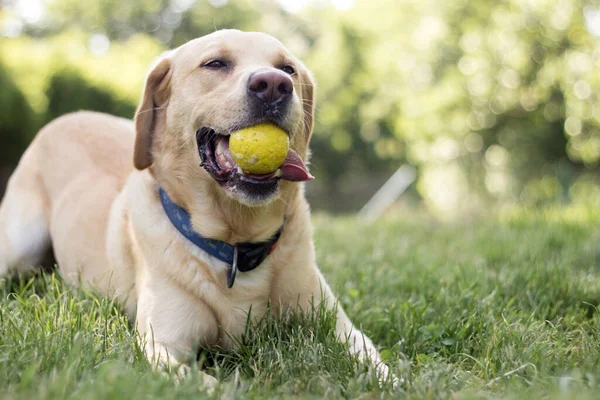 Hermoso Perro Labrador Retriever Parque Día Soleado — Foto de Stock