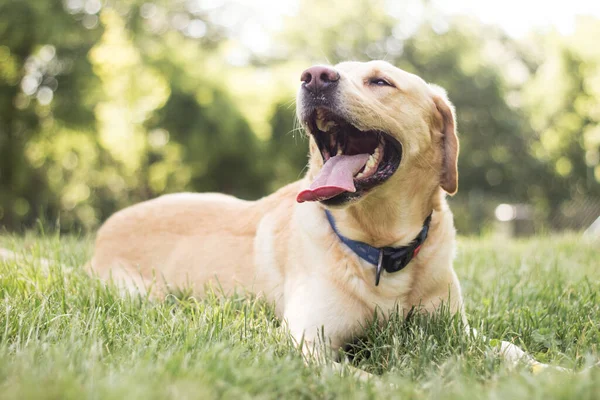 Hermoso Perro Labrador Retriever Parque Día Soleado — Foto de Stock