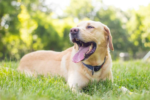 Hermoso Perro Labrador Retriever Parque Día Soleado — Foto de Stock