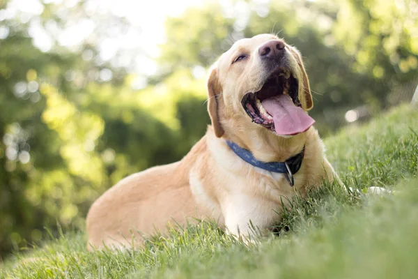 Hermoso Perro Labrador Retriever Parque Día Soleado —  Fotos de Stock