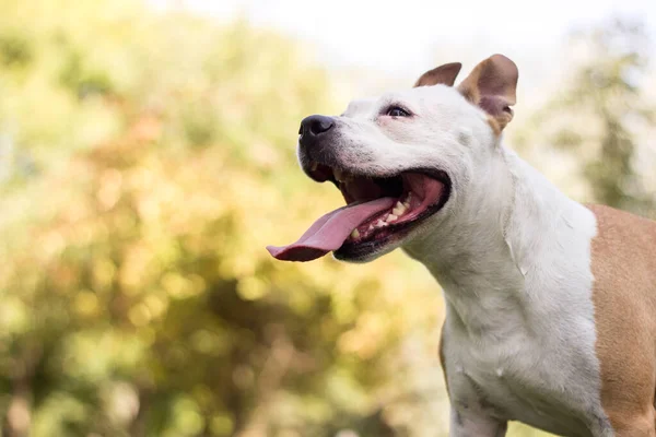 Friendly Dog Smile Looking Camera Playing Public Park — Stockfoto