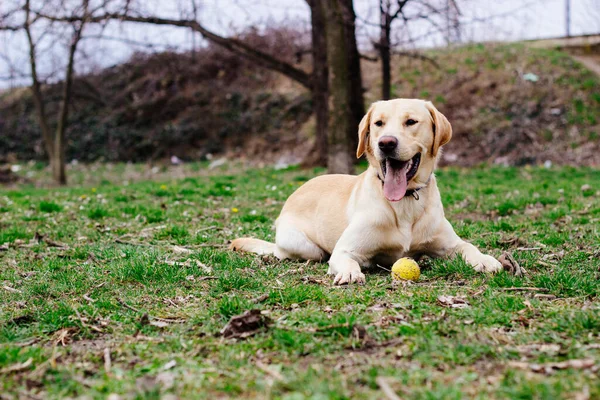 公園で美しいラブラドールレトリバー犬 晴れた日 — ストック写真