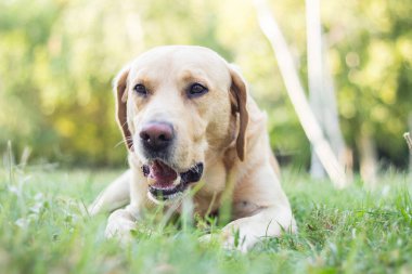 Gülümseyen sevimli Labrador köpeği şehir parkındaki portrede sopayla oynuyor. Uzaklara bakıyorum.