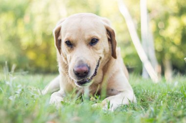Gülümseyen sevimli Labrador köpeği şehir parkındaki portrede sopayla oynuyor. Uzaklara bakıyorum.