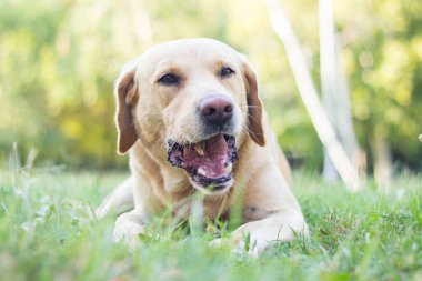 Gülümseyen sevimli Labrador köpeği şehir parkındaki portrede sopayla oynuyor. Uzaklara bakıyorum.